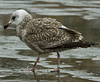 Herring Gull